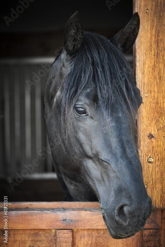 Naklejka dekoracyjna Horse in stable