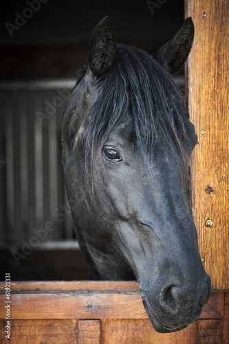 Naklejka - mata magnetyczna na lodówkę Horse in stable