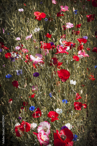 Naklejka na szybę Poppies in a garden