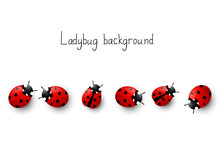 Ladybugs Border