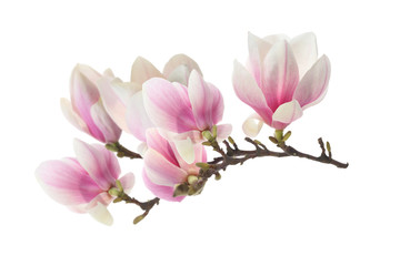 Fotomurales - magnolia