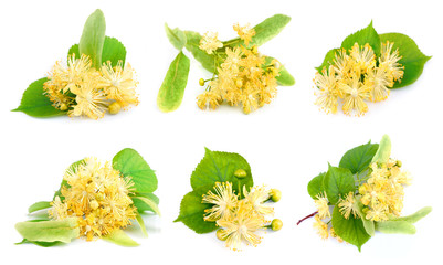 Wall Mural - Set of linden flowers