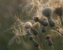 Thistle Seeds In The Evening Sun