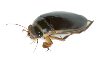 Sticker - Great diving beetle, Dytiscus marginalis isolated