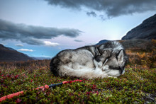 Siberian Husky Is Sleeping In Autumn