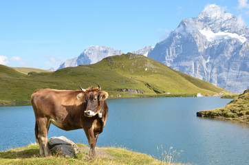 Wall Mural - Cow on the Alpine meadow. Jungfrau region, Switzerland