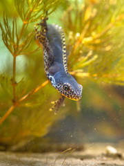 Canvas Print - Submersed Alpine Newt resting in Vegetation