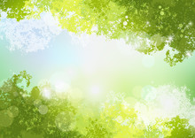 空 初夏 背景 新緑 自然 Fresh Spring Green Background With Soft Sun Light