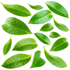 Sticker - Collage of beautiful green leaves isolated on white