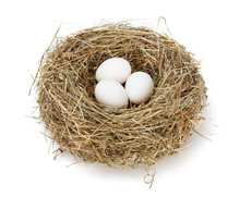 White Eggs In Nest