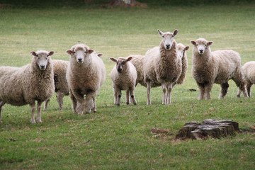 Sheep portrait