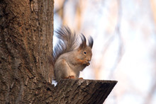 Brown Squirrel Sits On A Tree In Forest