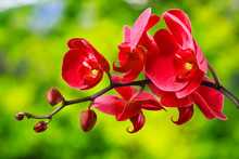 Red Orchid Flower On Blur Background