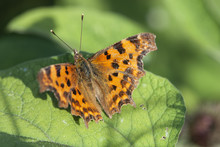 Comma Butterfly, Polygonia C-album
