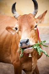 Wall Mural - Holy indian cow eating grass. India