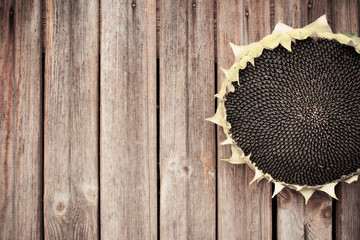 Wall Mural - sunflower seeds on wooden background