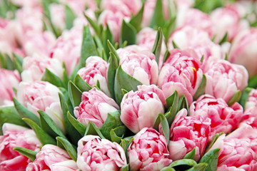  Pink tulips