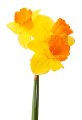 Daffodil flower or narcissus  bouquet  isolated on white backgro