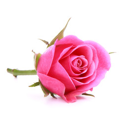 Pink rose flower head isolated on white background cutout