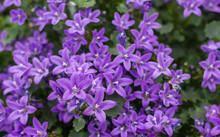 Closeup Of Campanula Plants Purple Flowering In The Garden