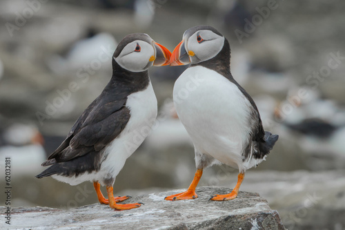 Fotografía Two atlantic puffins in love