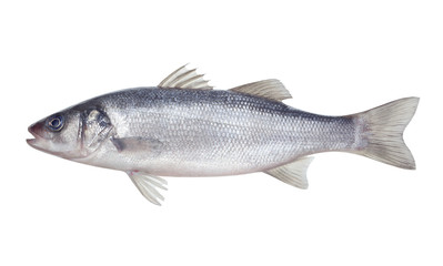 fish seabass Isolated on the white background