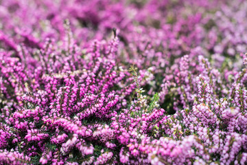 Canvas Print - Purple and pink blooming common heather