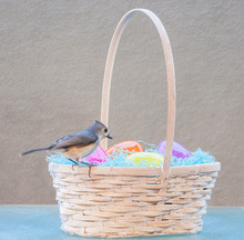 Wild Birds With Easter Basket