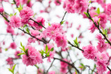 Fototapeta Storczyk - red plum blossom