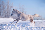 Fototapeta Konie - white horse in winter