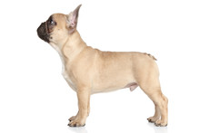 French Bulldog Puppy Standing