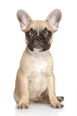 Wall Mural - French bulldog puppy