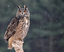 Patient Eurasian Eagle-Owl