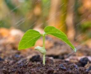 A young green plant with water on it growing out of brown soil.