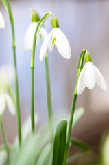 Wall Mural - white snowdrop