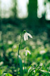 © katarinagondova - white snowdrop