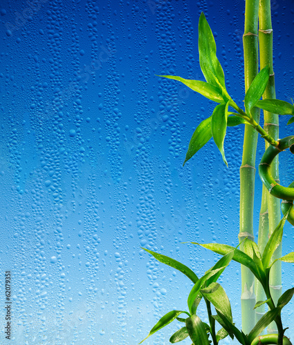 Naklejka na meble bamboo stalks on blue glass wet - spa background