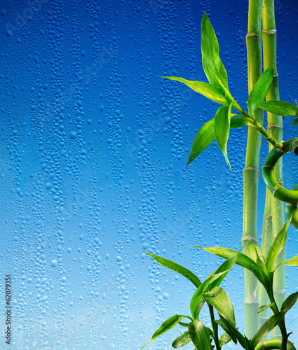 Obraz w ramie bamboo stalks on blue glass wet - spa background