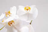 Fototapeta Panele - Orchid