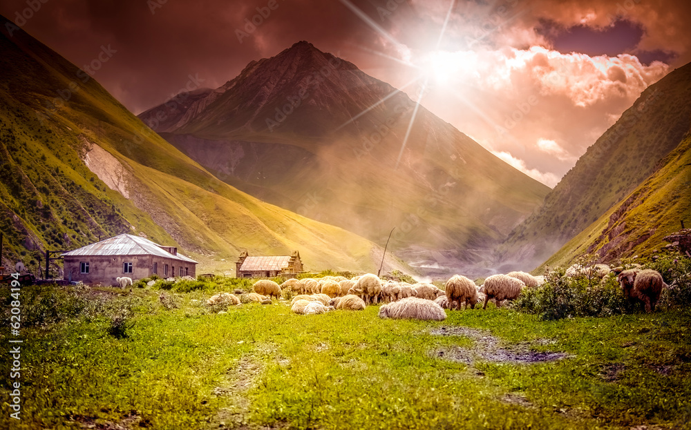 flock of sheep grazing in a mountain valley