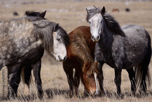 Naklejka - mata magnetyczna na lodówkę wild horses family