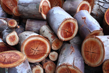 Firewood Logs In A Pile