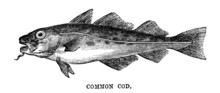Common Cod