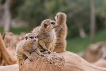 Two meerkats