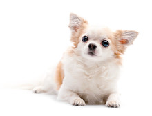 Furry White With Red  Chihuahua Dog On White Background