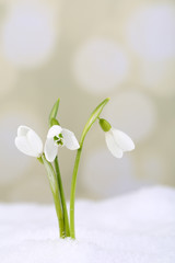 Poster - Beautiful snowdrops on snow, on light background