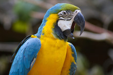 Blue And Yellow Macaw Squawking