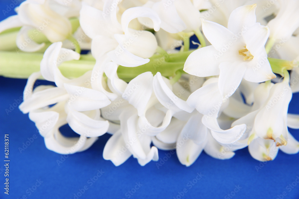 White hyacinth on blue background