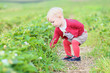 © cromary - toddler girl picks up strawberries from the field in a farm