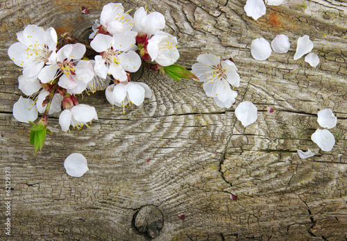 Fototapeta do kuchni Spring flower